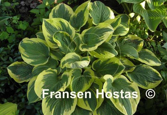 Hosta Lakeside Roy El